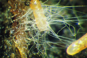 mycorhiza - detail symbiotické houby v kořenovém systému rostliny